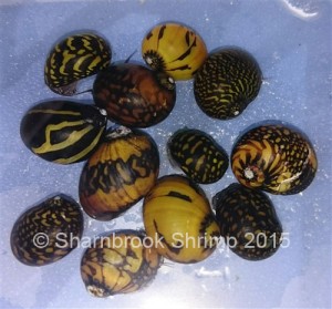 Nerite snails – perfect for your little hippie chicks!