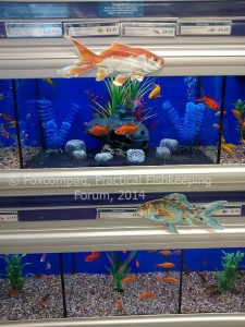 Pets at Home showing what size tanks goldfish need