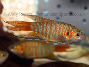 Paradise fish are colourful characters for a child's tank