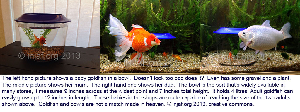 Adult sizes of popular fish species - INJAF