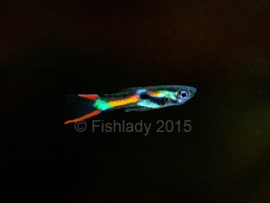 Endlers are small and beautifully coloured, very appealing for a child's tank