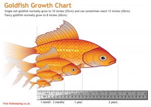 Goldfish growth chart