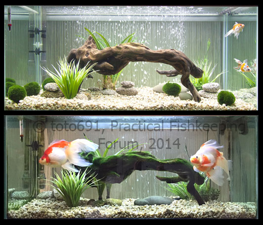 How to Set Up a Goldfish Tank – A Complete Guide