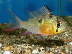 Bolivian rams are a good alternative to 'ramirezi'