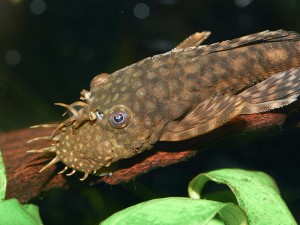 Bristlenose catfish are excellent alternatives to the larger 'plec' species