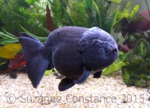 A black ranchu fancy goldfish, note the compact body shape