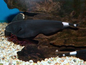 Black ghost knifefish are fascinating but very large and can be difficult to care for