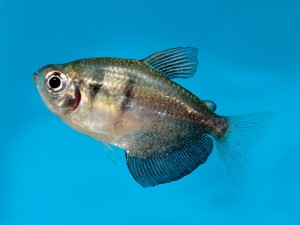 Black widow tetras are much smaller and still have a knifefish like fin