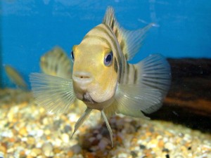 Convict cichlids are a more manageable alternative to Oscars