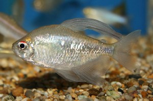 Diamond Tetra are a pretty silver species and make a lovely alternative to species such as silver sharks