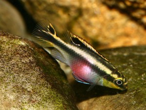 Kribensis are pretty cichlids with all the personality of an Oscar