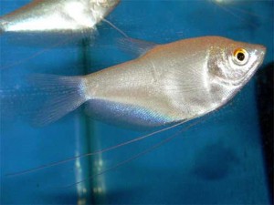 Moonlight gourami are attractive smaller fish