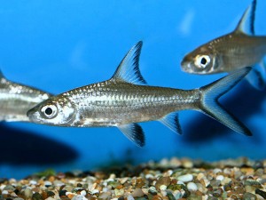 These cute little silver shark babies won't stay like this forever, they'll soon be over 30cm long and need to be kept in groups