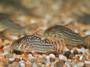 Corydorus sterbai are full of character , a group of these makes a great alternative to clown loaches