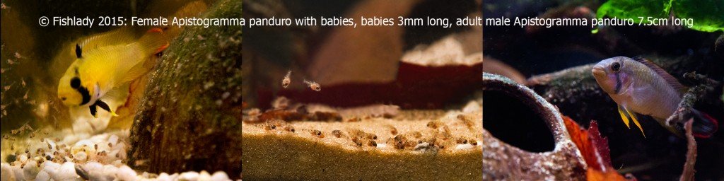 Adult sizes of popular fish species - INJAF
