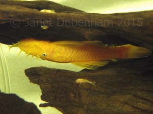 A male bristlenose with his baby - the baby is only a couple of weeks old but will soon be taking after its parents