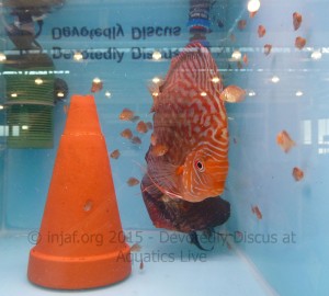 These baby discus and their mum show the difference in size between the babies and adults