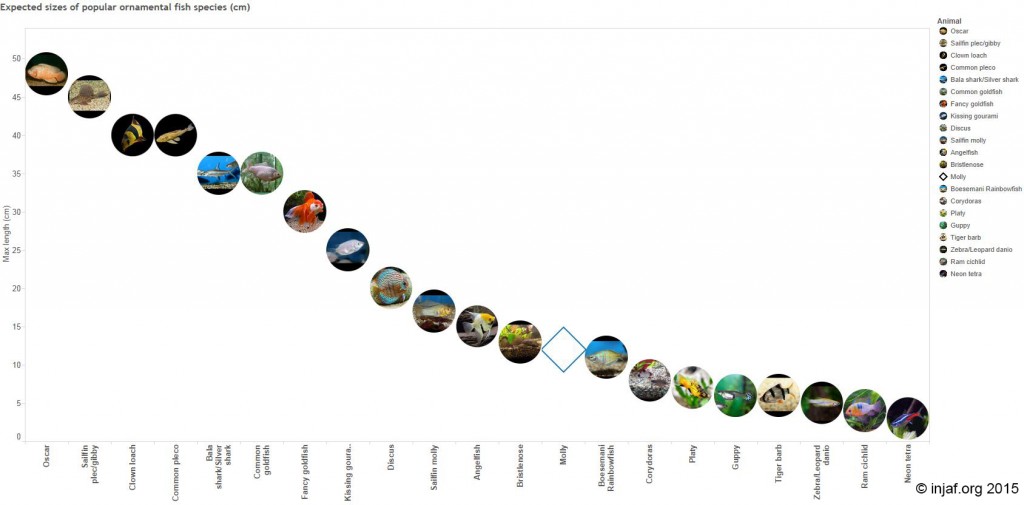 Expected sizes of popular ornamental fish species (cm)