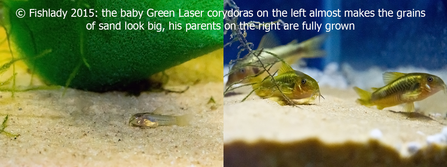 Corydoras are a very popular ornamental fish - these babies and adults are Green Laser corys