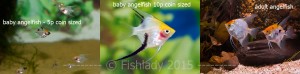 Angelfish start off as cute little coin sized fish, but soon grow ...