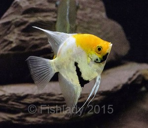 Angelfish can grow very tall and need suitably deep tanks