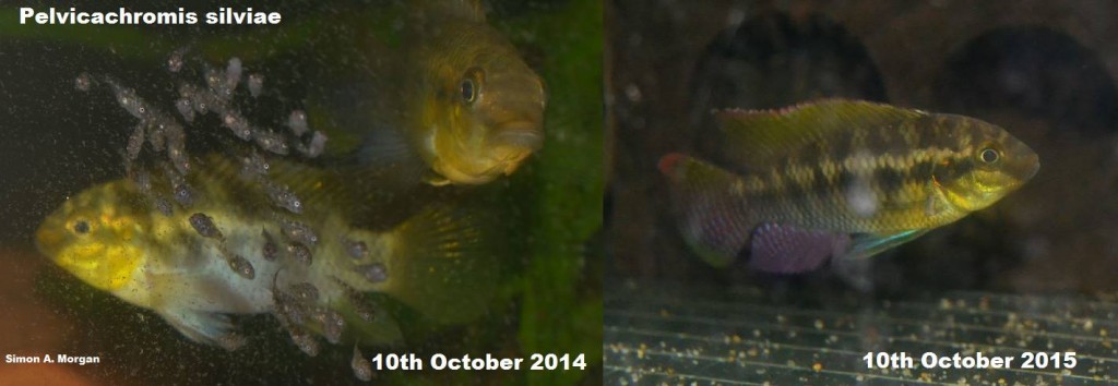 Pelvicachromis silviae with fry