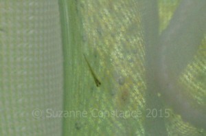 A one day old goldfish, about 5mm long