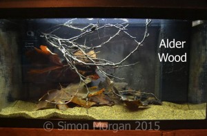 Alder wood is aquarium safe and attractive