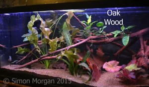 Oak wood can be collected and prepared for use in your aquarium