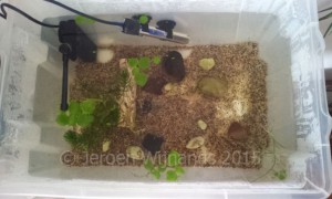 A quarantine tank on a budget - quick and easy to set up