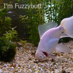 I'm not just a fish, I'm Fuzzybutt