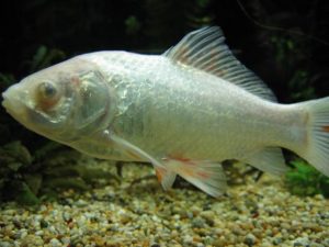 Fishie: poor living conditions caused long term health problems