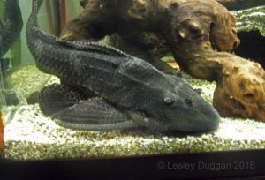 Gibbs the gibbceps, five years on and 18" long