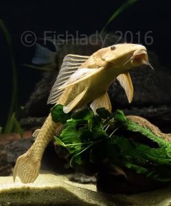 Hermione showing what a Common plec (Pterygoplichthys pardalis) should look liike