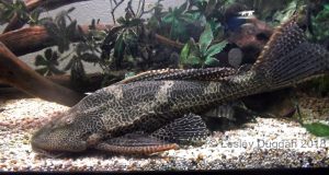 Jethro the gibbiceps, five years later he's now 20 inches long