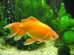 Pixie: showing what a comet type goldfish should look like