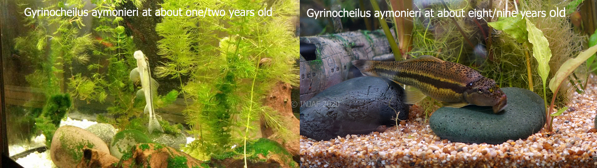 Juvenile and adult Gyrinocheilus aymonieri